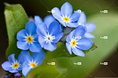 花 自然 美丽的花朵 勿忘我 春天 复活节 花壁纸 花卉背景