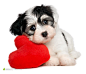 爱心系列美丽可爱的小狗摄影背景桌面壁纸图片素材