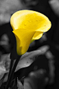 yellow calla by laura zirino