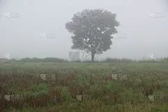 雾中的大树