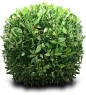 Shrub PNG by dbszabo1