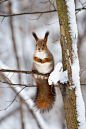 beautiful-wildlife:

Cute Squirrel by AnnJie