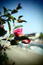 Photograph Bub of camellia by Sume Taro on 500px