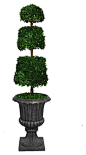 58 in. Tall Preserved Natural Spiral Boxwood Cone Topiary traditional-artificial-plants-and-trees
