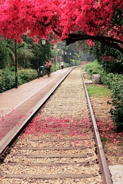 沉默的独行者采集到一条路,通往尽头