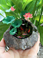 荷花、睡莲盆景