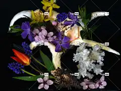 静物 美丽的花朵 花壁纸 花卉背景 贝类 自然 花 珊瑚 郁金香