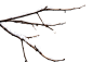 千库网_冬天积雪树枝雪景_元素编号12939288