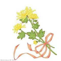菊花插画_360图片