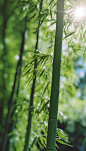 竹海竹林生态竹子二十四节气小暑植物摄影图