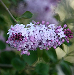 花羽集采集到丁香花