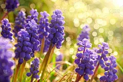 Muscari花。Muscari armeniacum。葡萄风信子。麝香花在温暖的阳光下，在模糊的背