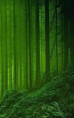 最美个性化手机高清壁纸