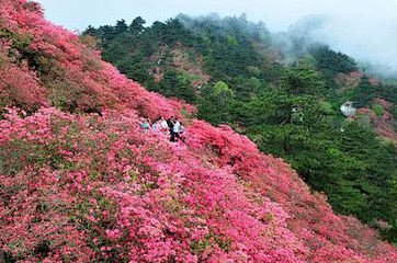 杜鹃花海12