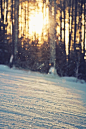 熹微阳光，洒在雪地之上，树林之间