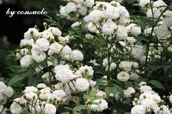 最爱的白蔷薇。
