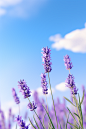 geomyidae_Lavender_Sky_background_12_noon_Bright_light_close-up_bcc3c3db-d3e7-420d-b8ac-67e41a33bbf9