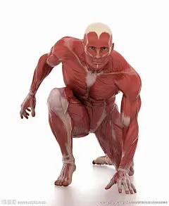 人体肌肉组织结构