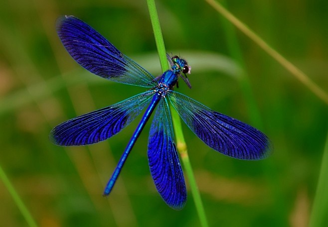 奇异的蓝色蜻蜓