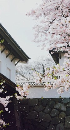 樱花-堆糖，美好生活研究所