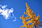 autumn-cloud-leaves-26062