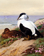 【Archibald Thorburn (1860-1935)】Thornburn_Archibald_Common_Eider_Ducks