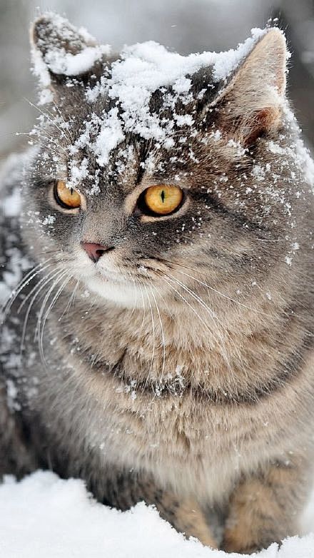 #晚安的图# 晚安，猫咪与雪。