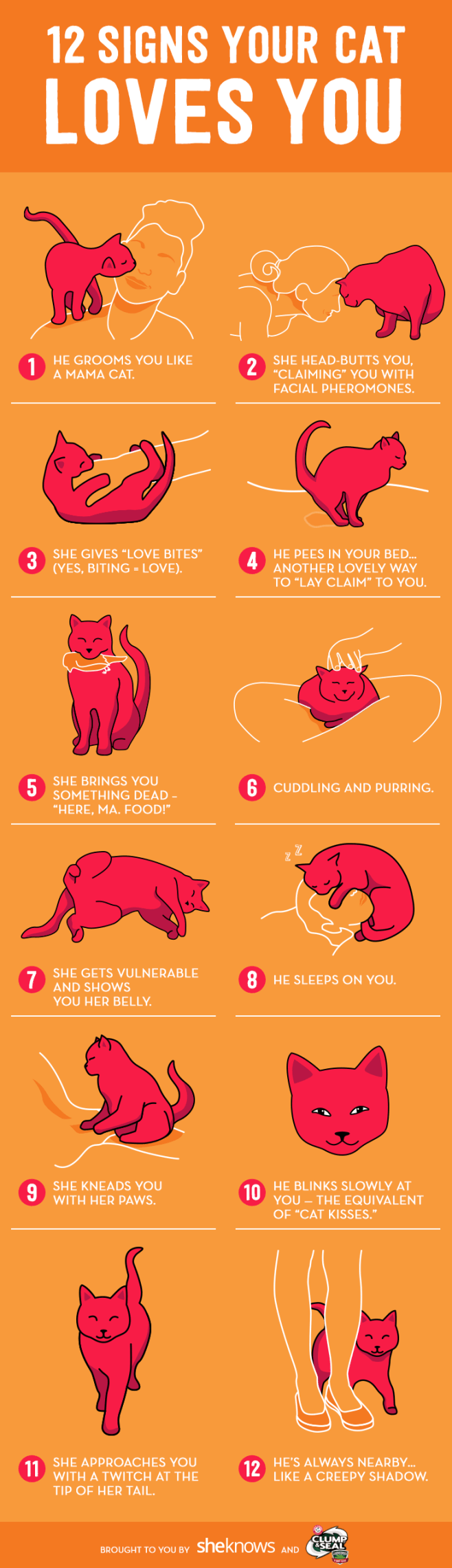 How to know your cat...