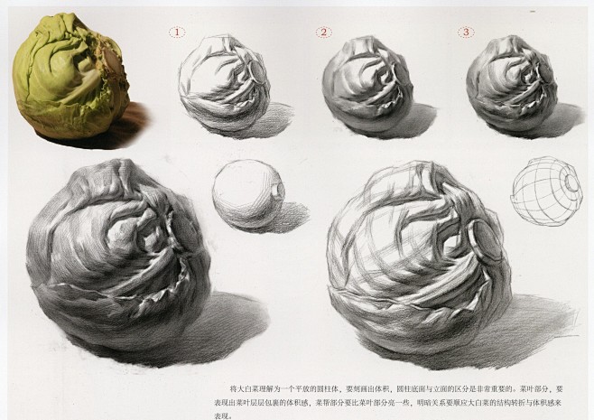 圆白菜
