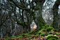 Visiting the Ents : 200 - 300 years old beech in a hude forest