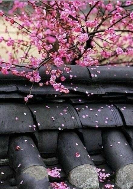 宠辱不惊闲看庭前花开花落去留无意静观天上云卷云舒