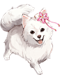 银狐犬