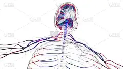 医学概念的人脑神经系统解剖3D图解