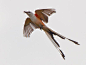 剪尾王霸鹟】相当有趣的一种鸟了，英文是 Scissor-tailed Flycatcher