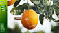 Tropicana纯果乐官方网站-纯果乐，健康活力每一天！