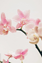 "white orchids plant" by Stocksy Contributor "AUDSHULE"