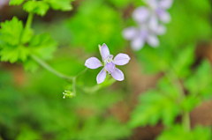 _谷雨采集到放慢脚步,静听—花言
