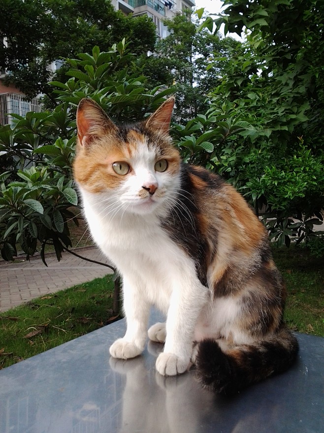 三花猫 三花猫是指身披有黑、红（橘）和白三种颜色的猫。正式命名为“玳瑁白色猫”。三花猫的颜色是有基因决定，一般只出现在母猫身上。但是也有少数公 ...