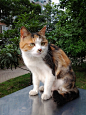 三花猫
三花猫是指身披有黑、红（橘）和白三种颜色的猫。正式命名为“玳瑁白色猫”。三花猫的颜色是有基因决定，一般只出现在母猫身上。但是也有少数公猫拥有三色，但是一般这样的公猫会有生殖缺陷。