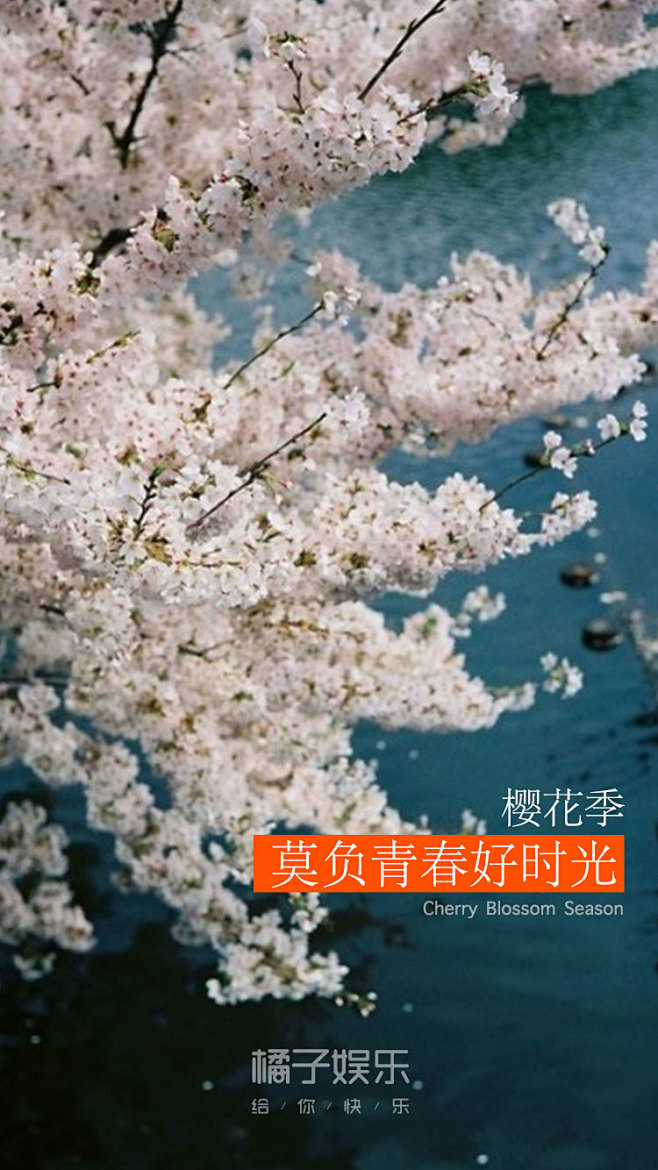 樱花 樱花季 闪屏 青春