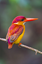 Rufous-Backed Kingfisher (Ceyx rufidorsa) @ Panti Forest (by Chong Lip Mun)