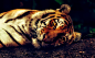 tiger-2530158_960_720