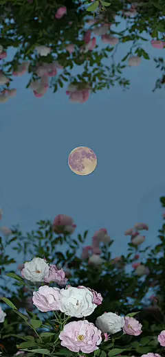 ｜ins壁纸 - 小红书