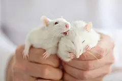 点击来源直接获取大图文件 |Two little cute rats in hands of a man in white clothes