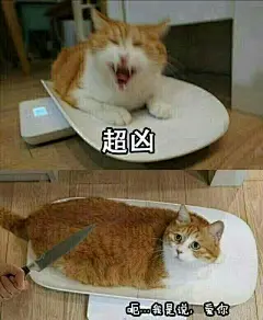最好看的橘猫长什么样？ - 知乎 : 猫日啊瞧瞧这张忧国忧民的大饼脸，啧啧，多惹人怜爱啊！昨天刚知道它的名字，行走的表情包猫猫。微博热搜…