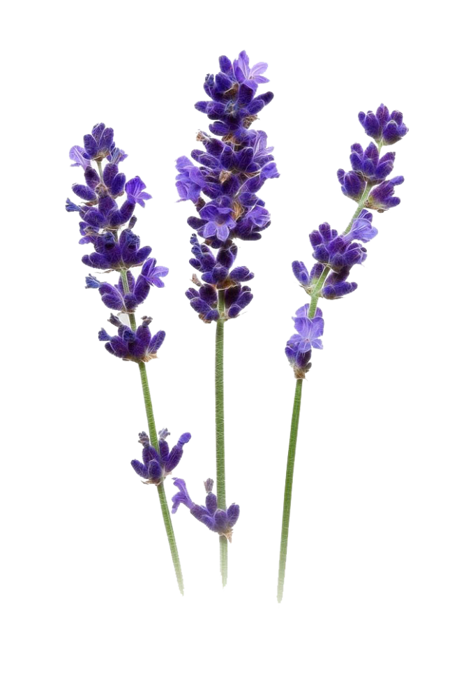 薰衣草