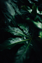 Green, plant, leaf and leaves HD photo by Luca Bravo (@lucabravo) on Unsplash : Download this photo in United States by Luca Bravo (@lucabravo)