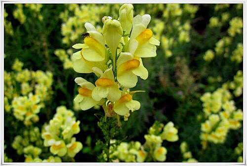 柳穿鱼（小金鱼草）-花瓣网