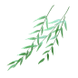 手绘植物柳枝 png