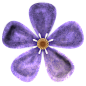 @冒险家的旅程か★
鲜花png 花朵装饰 花卉免抠图PNG透明背景素材 紫色花 薰衣草png 植物鲜花 一簇鲜花 一捧花束 一支花